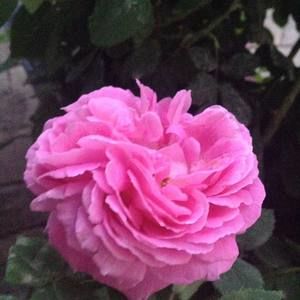 Meet your Posher, Celile